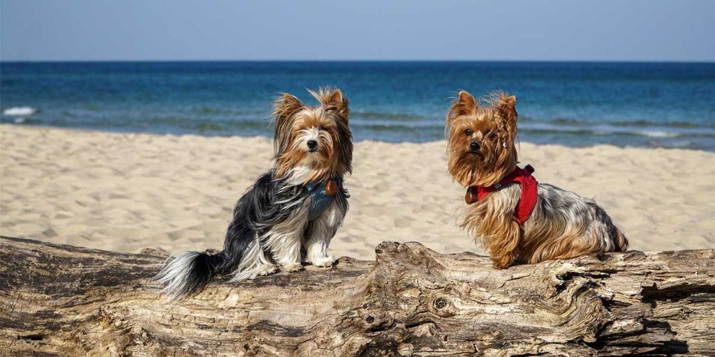 yorkshire terrier