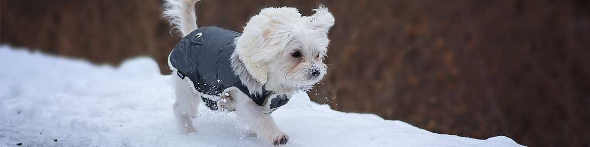 cani taglia piccola