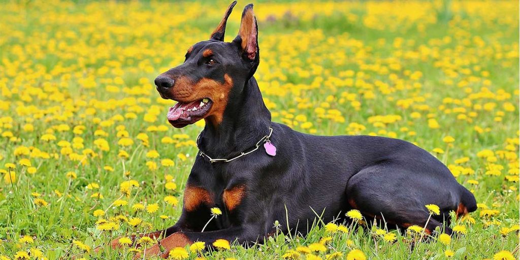 dobermann