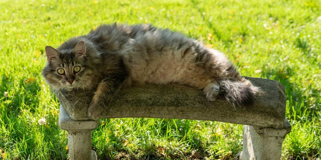 gatto main coon