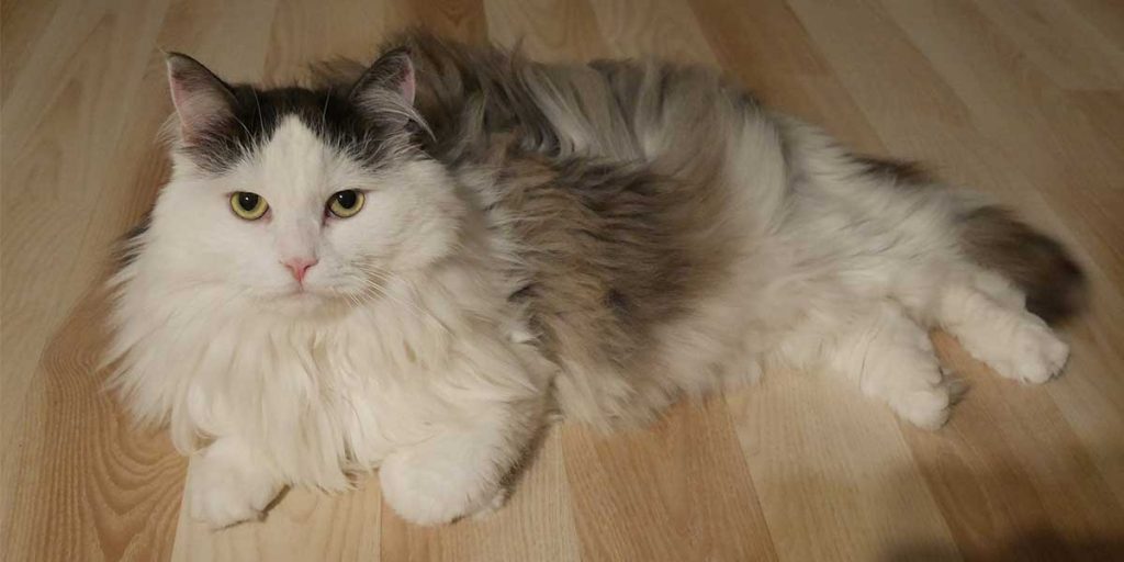 gatto siberiano