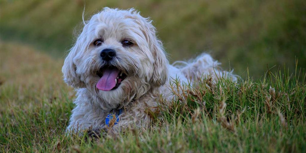 maltese shih tzu