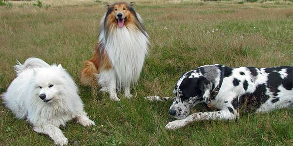 razze cani grandi