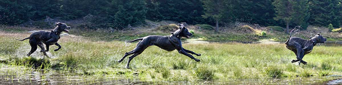 razze cani taglia grande
