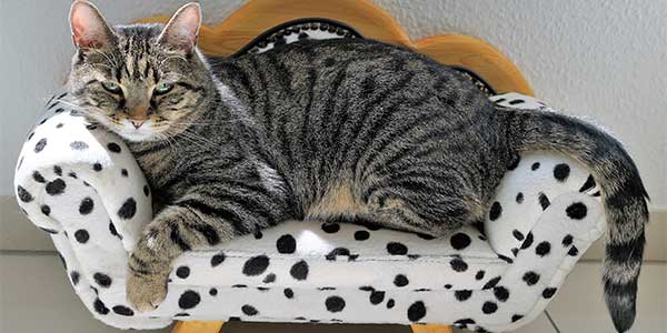 razze gatti giganti