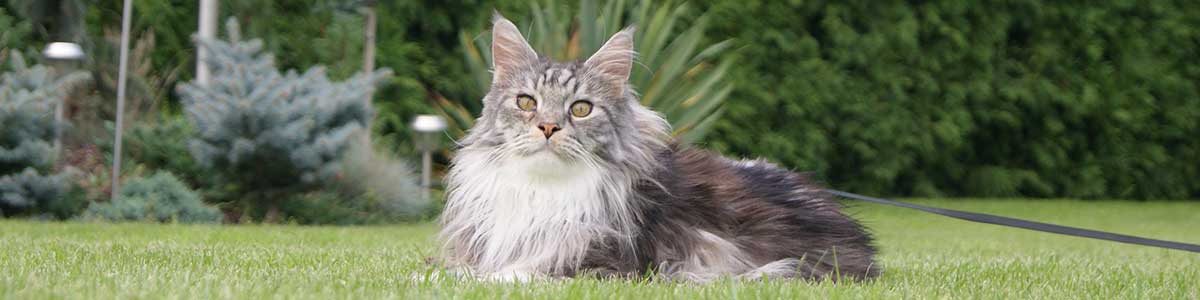 razze gatti grandi