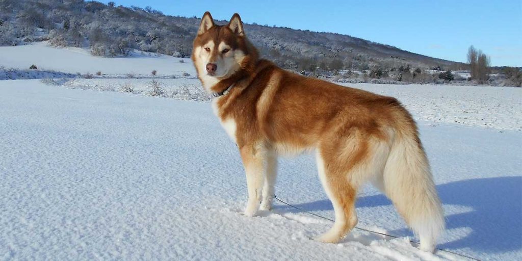 siberian husky