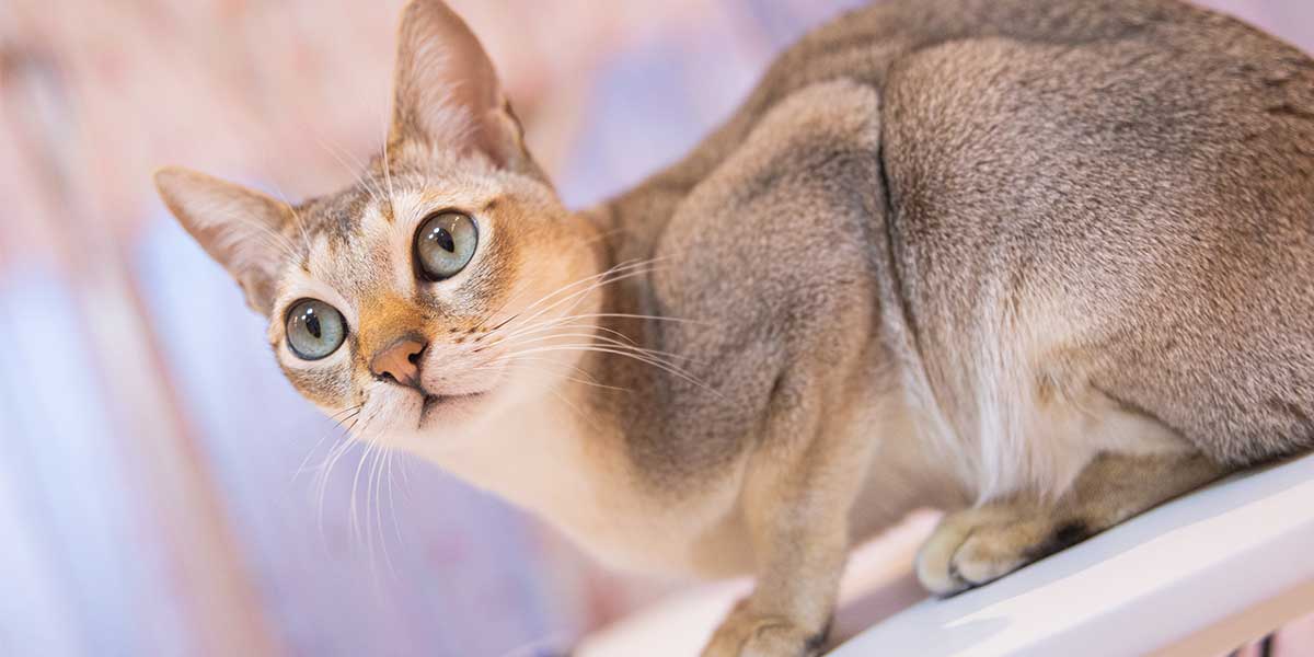 Il gatto Singapura tratti, indole e consigli Petfun