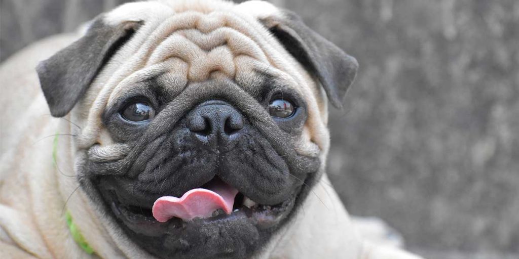 cane carlino