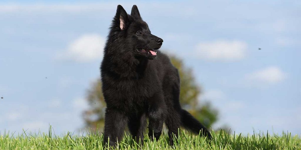 cane da pastore belga
