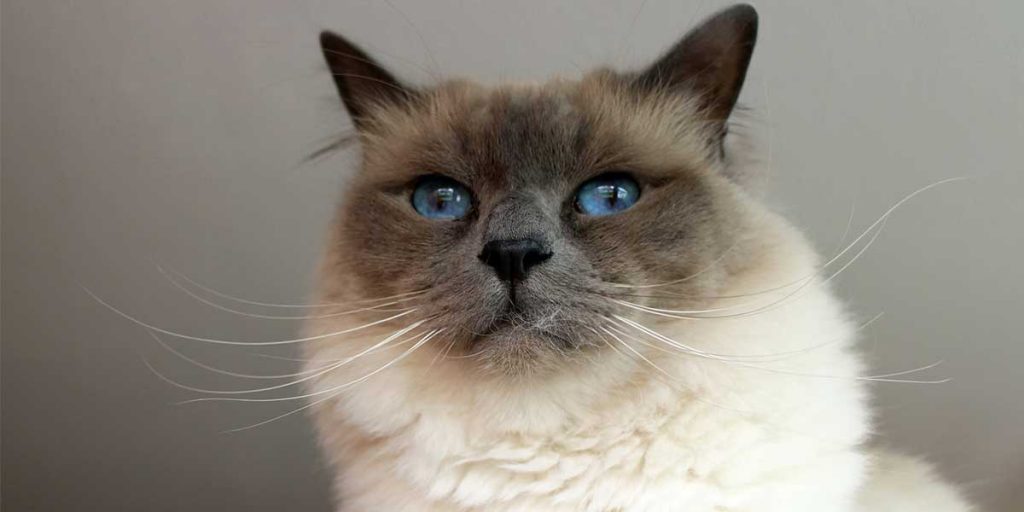 gatto birmano