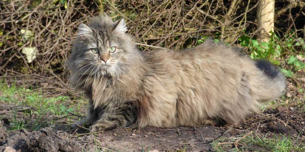 gatto delle foreste norvegesi