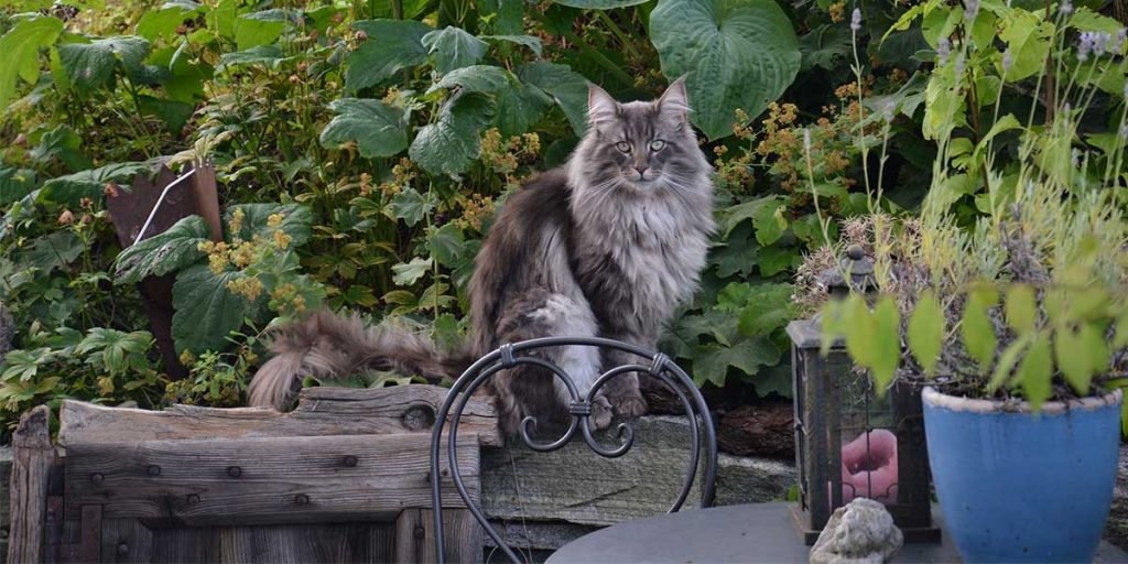 gatto norvegese