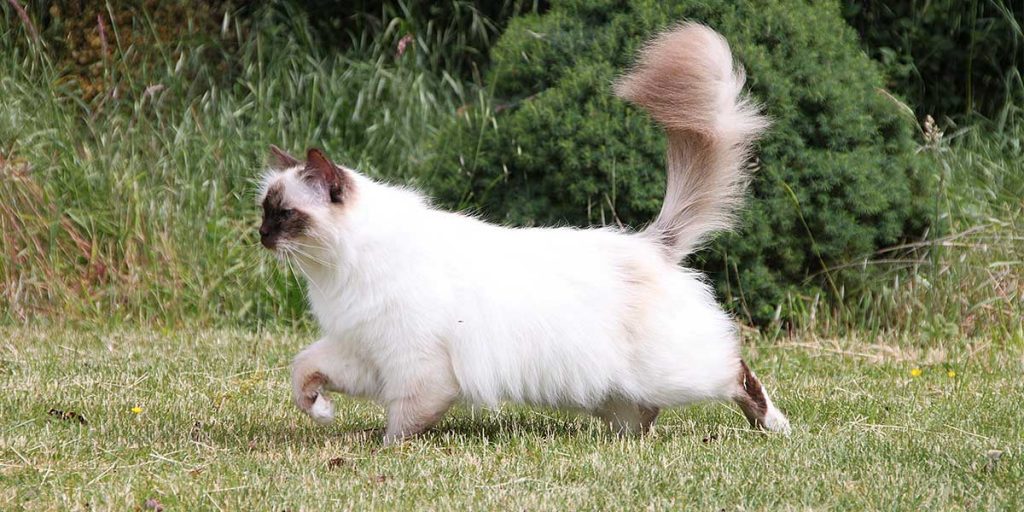 gatto sacro di birmania