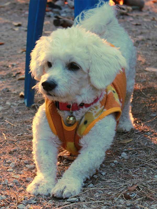 bichon a poil frise