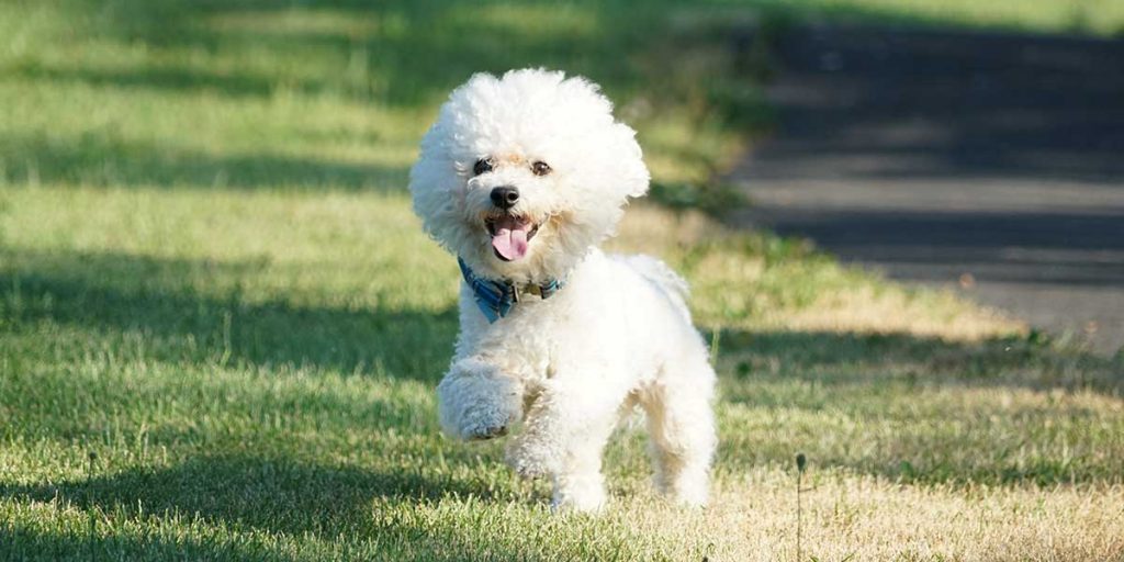 cane bichon frise