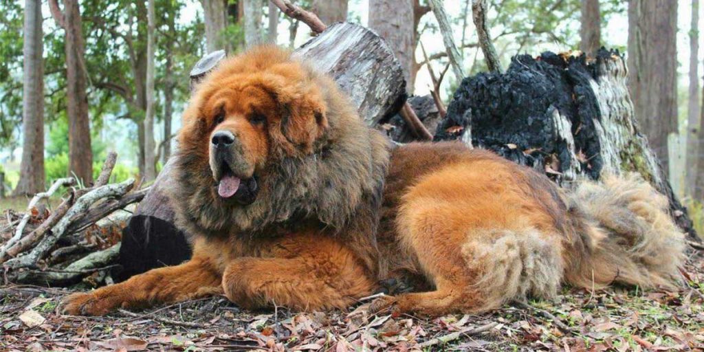 cane mastino tibetano