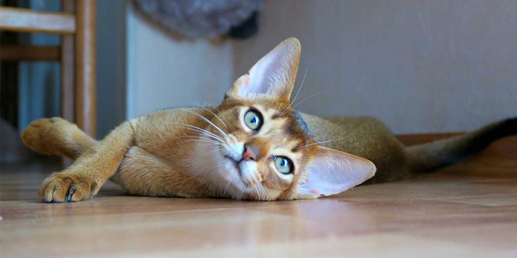 gatto abissino