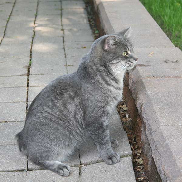 gatto manx