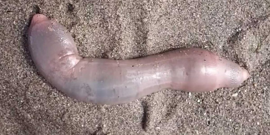 pesce pene