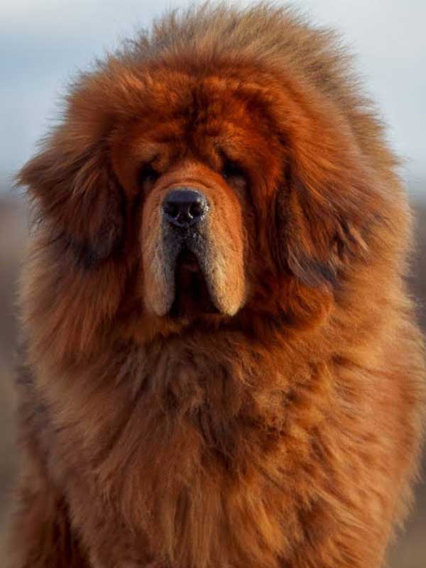 tibetan mastiff