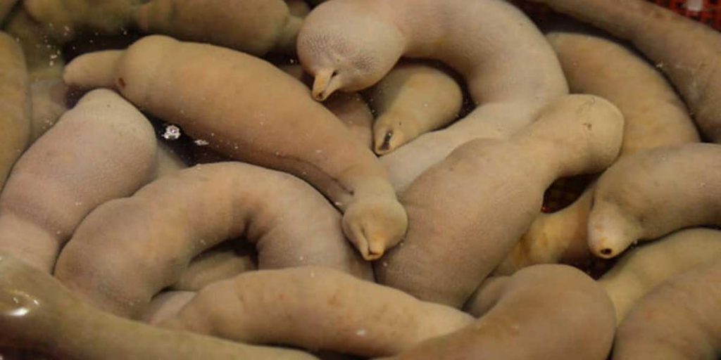 urechis unicinctus
