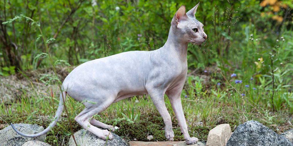 Gatto Don Sphynx