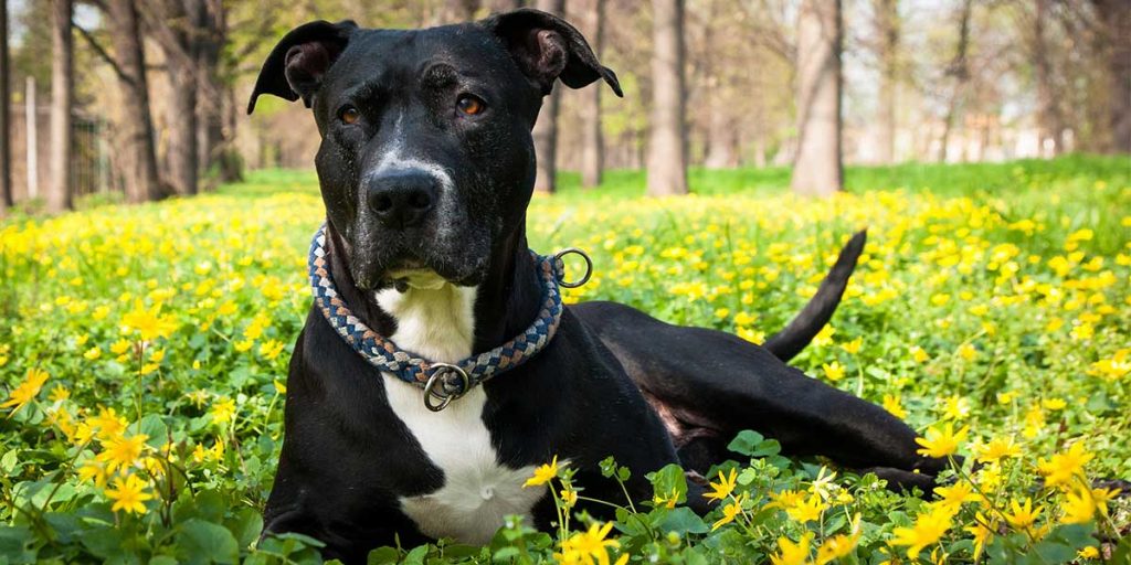 american staffordshire terrier