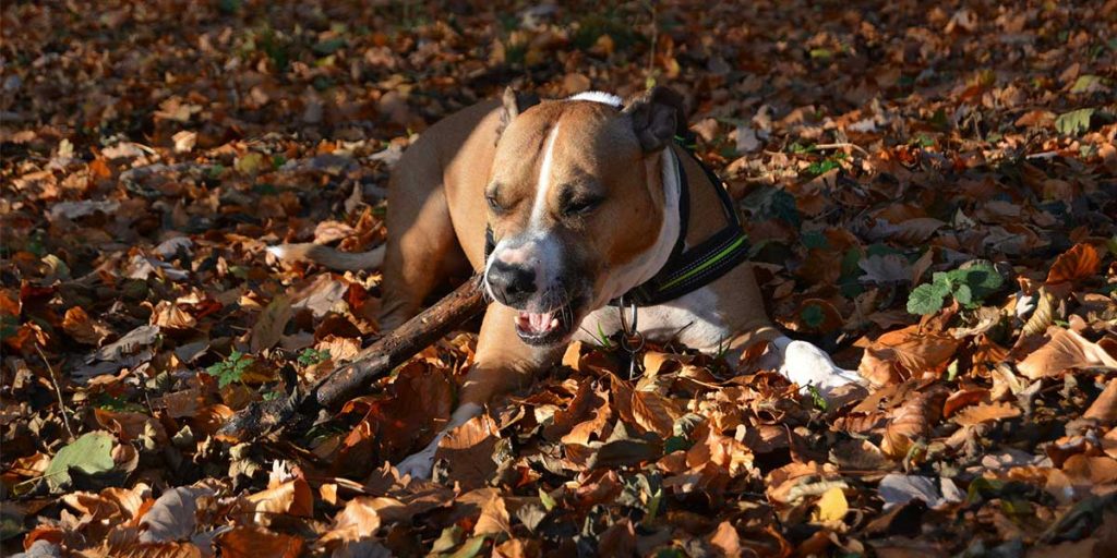 amstaff