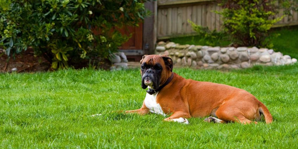 boxer