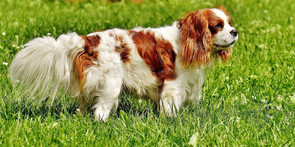 cavalier king charles spaniel