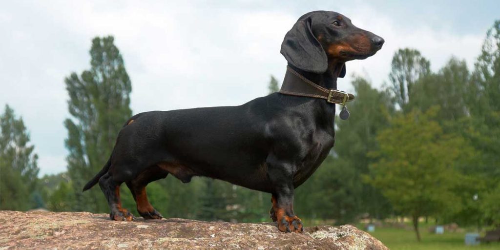 dachshund