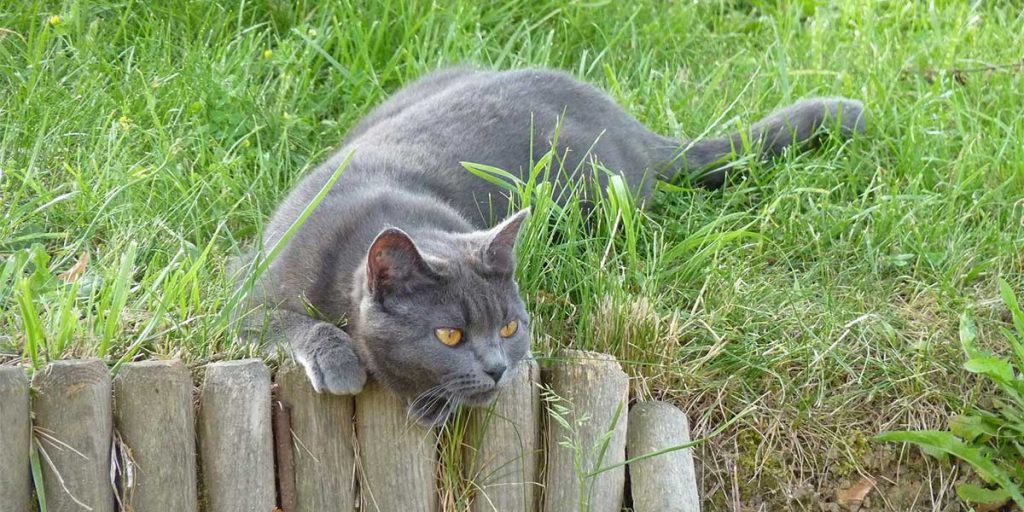 gatto certosino