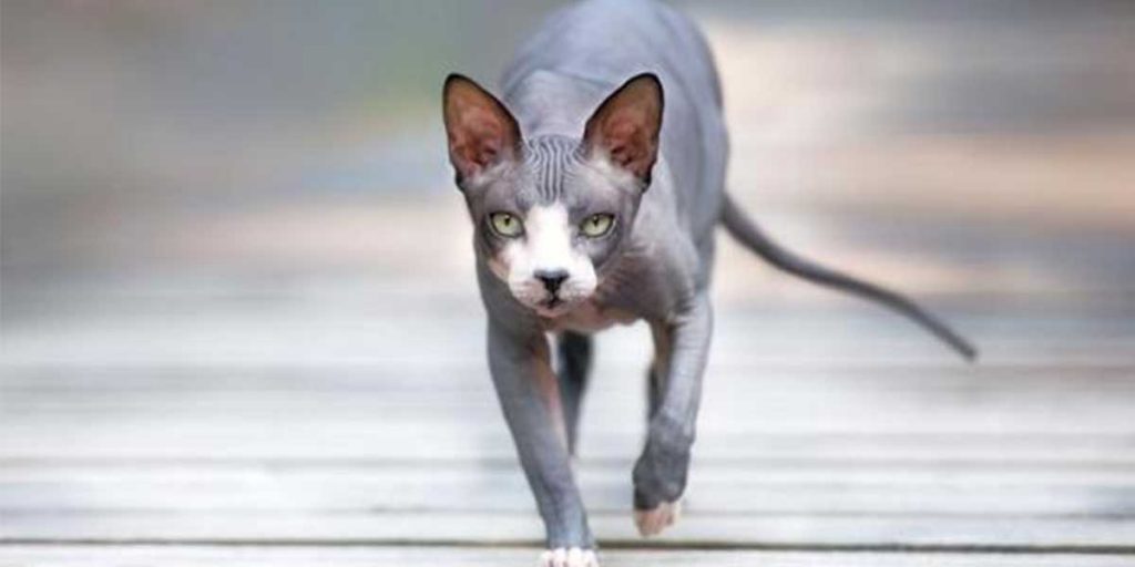 gatto donskoy