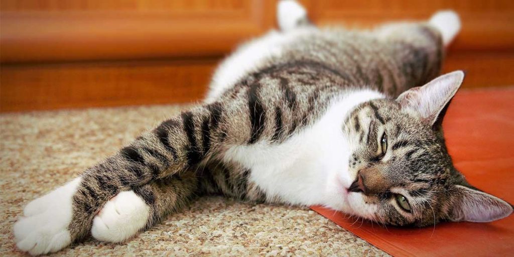 gatto europeo