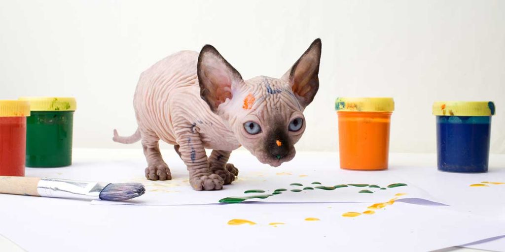 gatto senza pelo