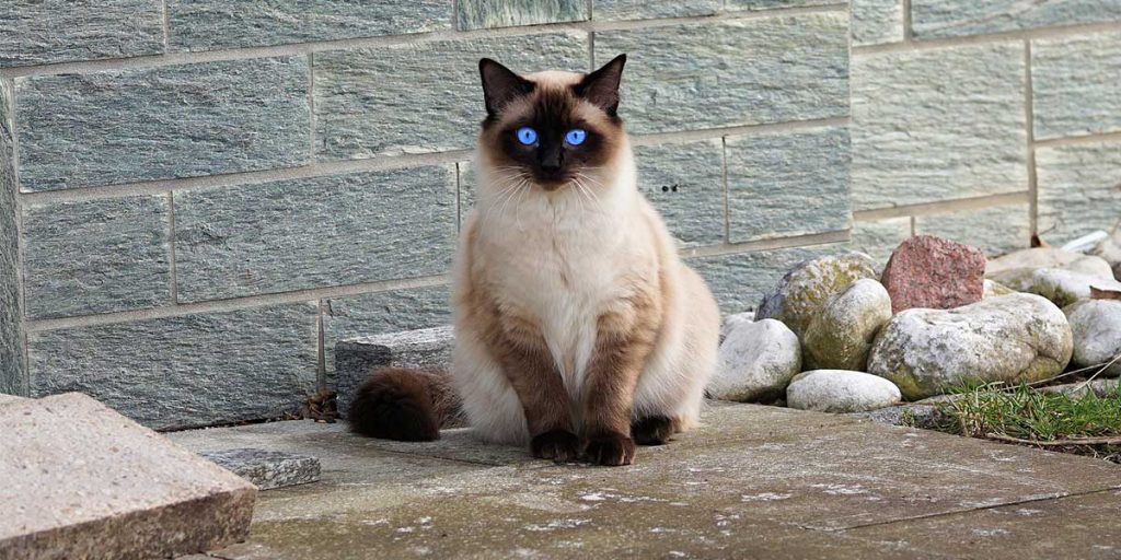 gatto siamese