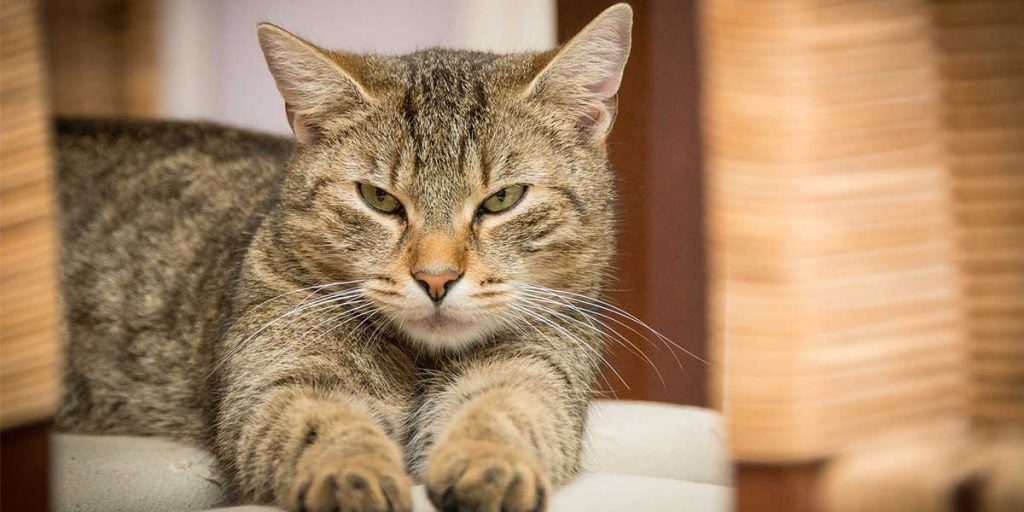 quanto vivono i gatti