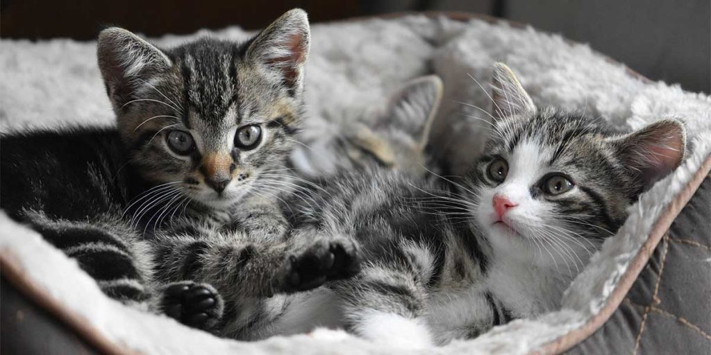 sognare gattini