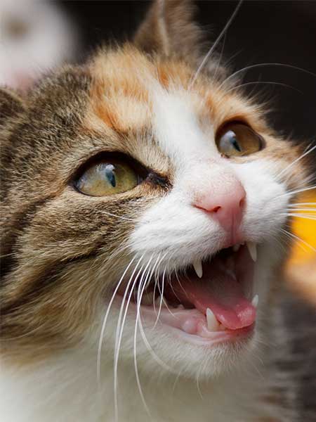 sognare gatto che miagola