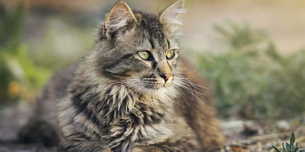 vita media gatti