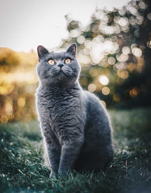 british shorthair carattere
