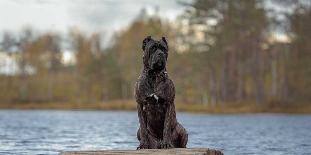 cane corso italiano