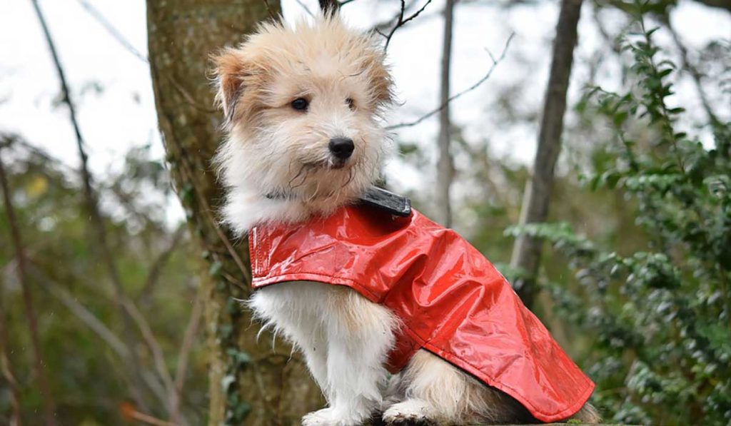 cappottini impermeabili per cani