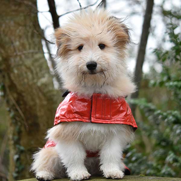 cappottini per cani taglia piccola
