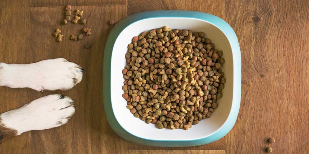 cibo secco cani