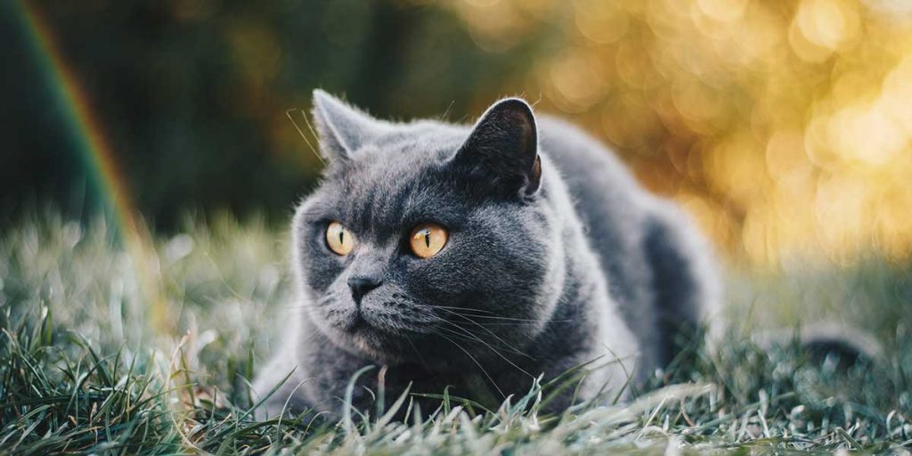 gatto british shorthair