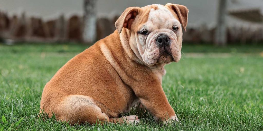 bulldog inglese