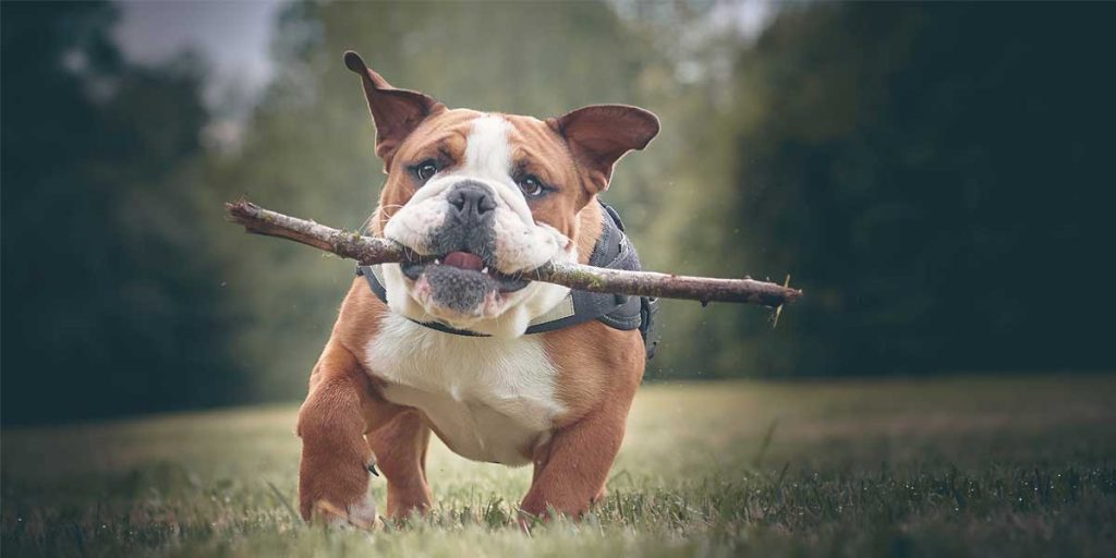 bulldog inglese carattere