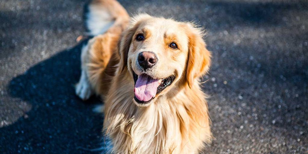 golden retriever